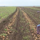Картофель оптом в Краснодарском крае.молодой картофель оптом Краснодар