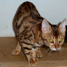 Клубные бенгальские котята- домашние леопардики