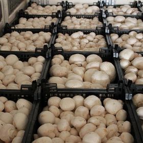 Продаем грибы оптом в Краснодаре, грибы оптом Краснодарский край