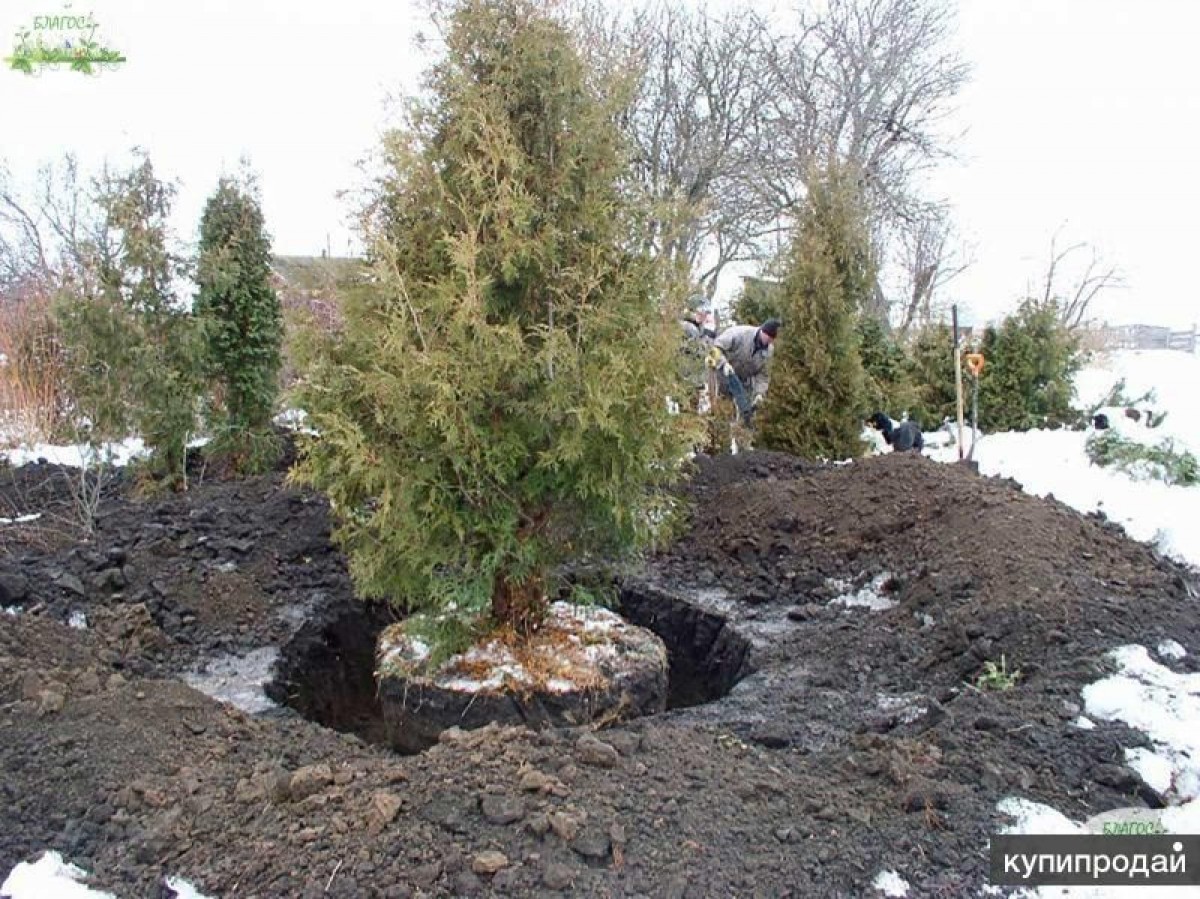 фото посадки деревьев на участке